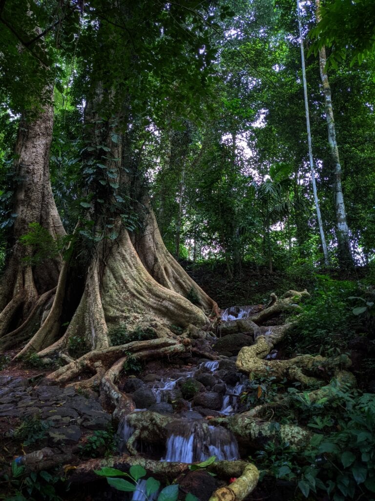 Sunlit forest stream and sprawling tree roots, the stillness at the heart of Missing Peace Yoga.
